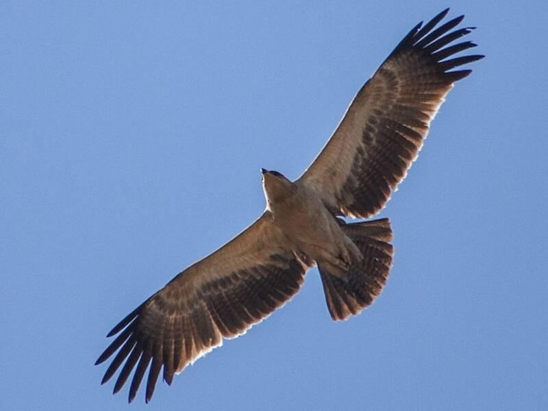 Aigle ravisseur, Photos 4