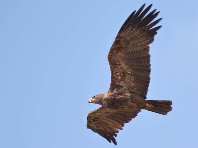 Tawny Eagle (Aquila rapax)