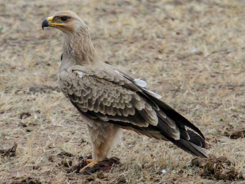 Aigle ravisseur, Photos 3