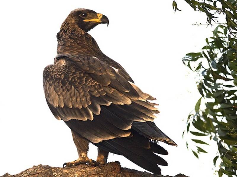 Aigle ravisseur, Photos 2