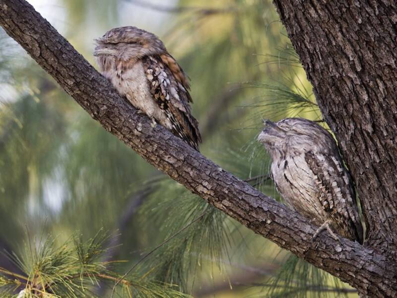 Tawny Frogmouth (Podargus strigoides)