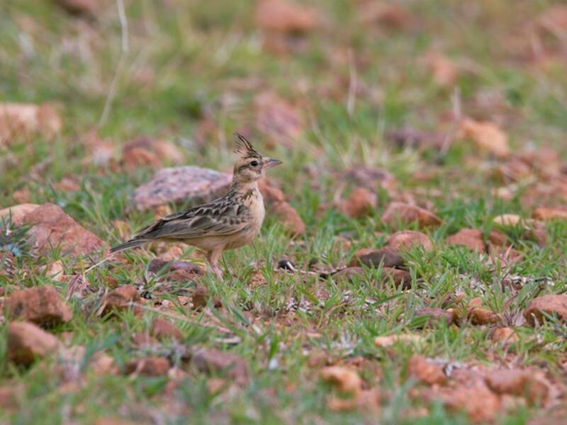 Tawny Lark