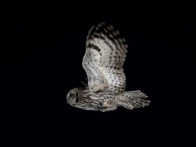Tawny Owl, Photos 3