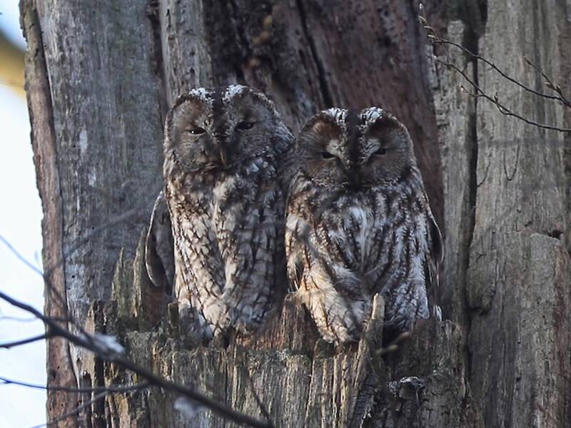 Tawny Owl, Photos 4
