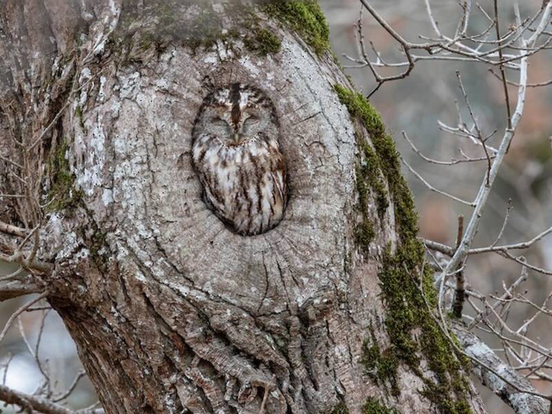 Tawny Owl (Strix aluco)