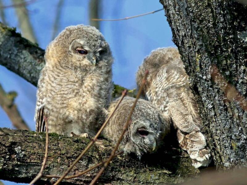Tawny Owl, Photos 2