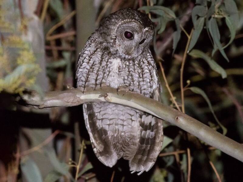 Maghreb Owl
