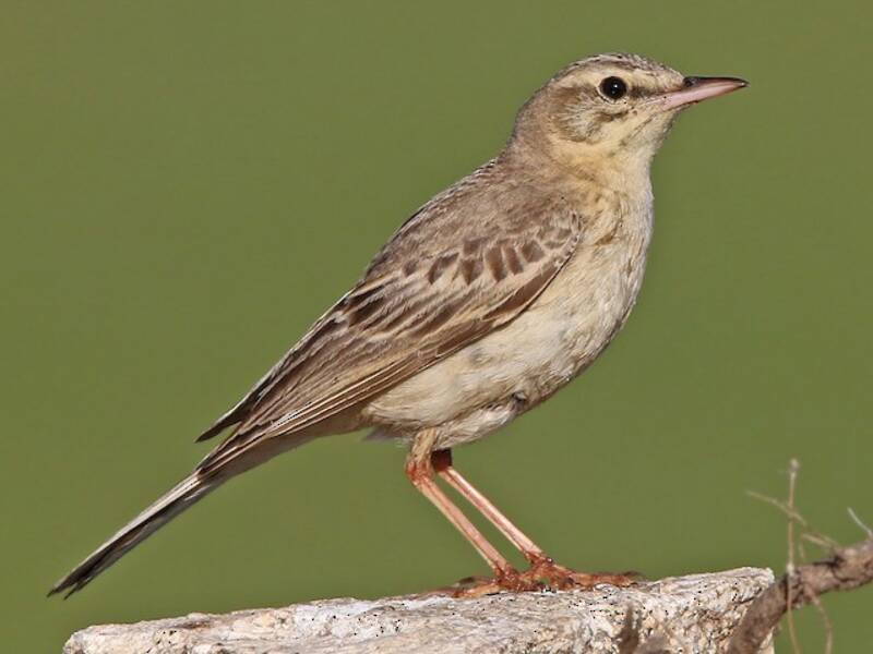 Calandro fulvo - Anthus campestris