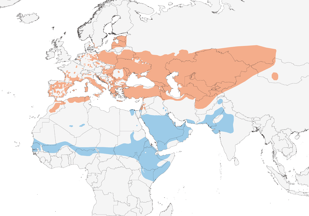 Calandro fulvo, Distribuzione 1