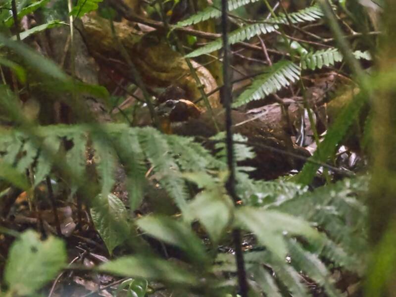 Tacarcuna Wood-Quail