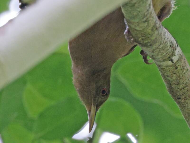 Tawny Straightbill, Photos 2