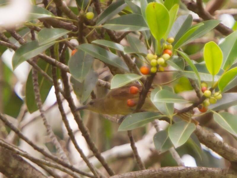 Tawny Straightbill, Photos 3