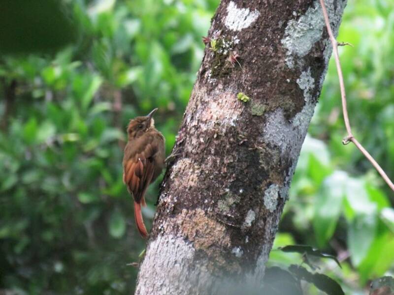 Tawny-winged Woodcreeper