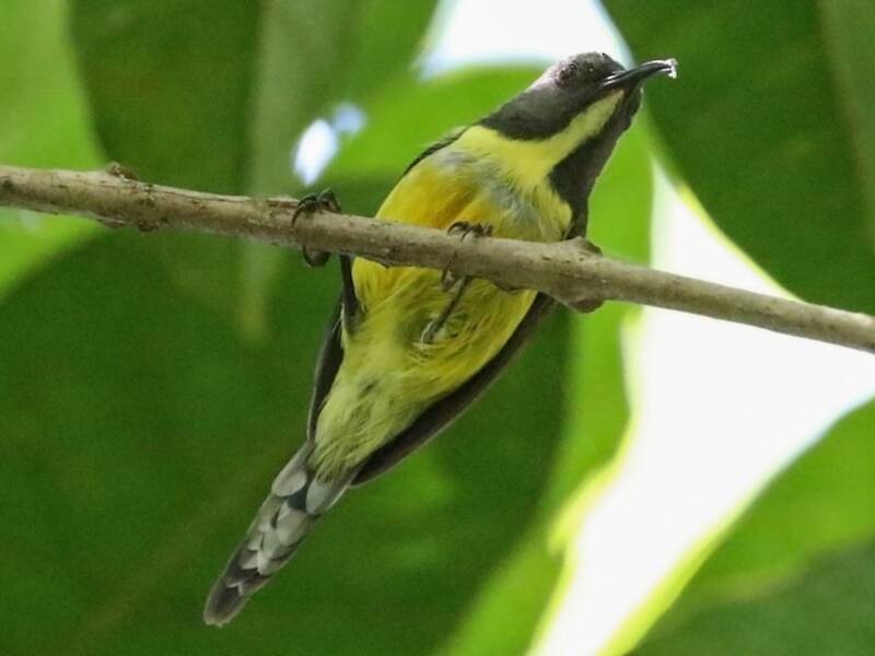 Tboli-Nektarvogel, Fotos 2