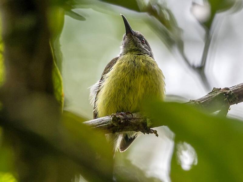 Tboli-Nektarvogel, Fotos 4
