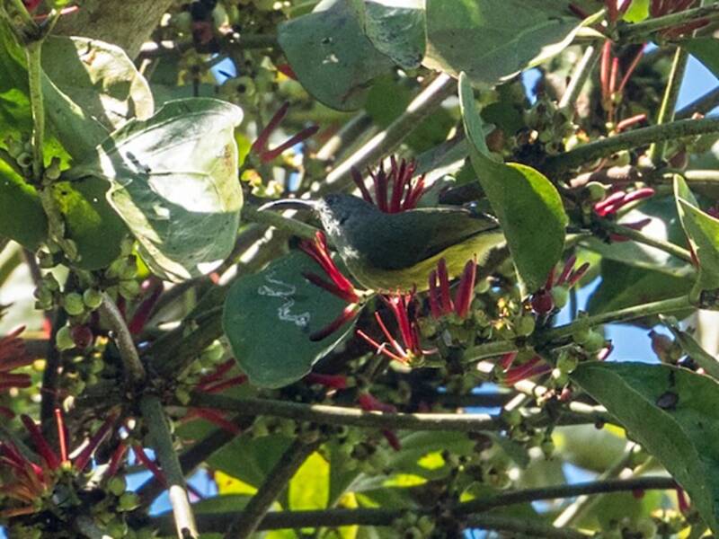 Nettarinia di Tboli