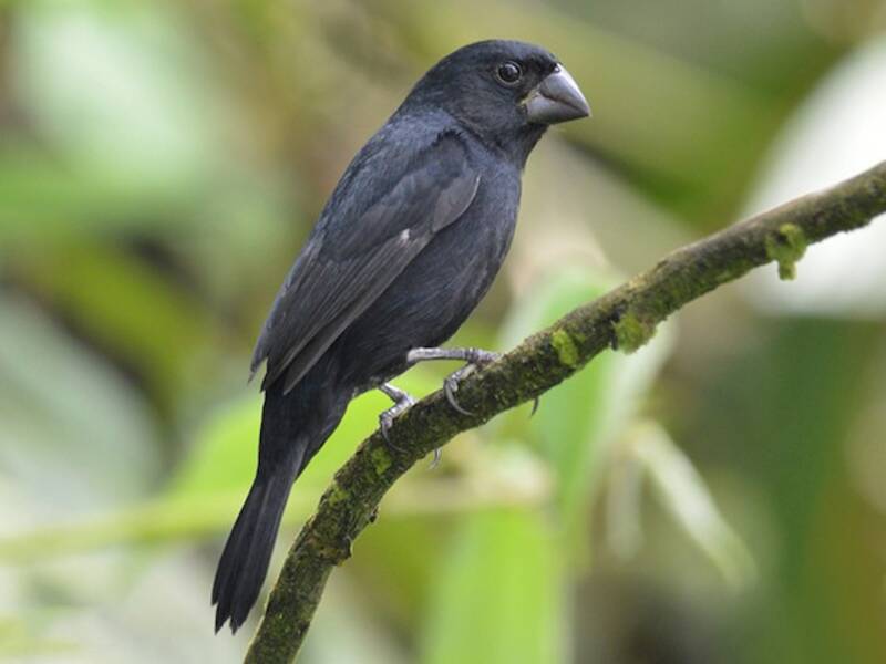 Thick-billed Seed-Finch, 照片 4