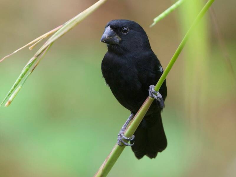 Thick-billed Seed-Finch, 照片 3