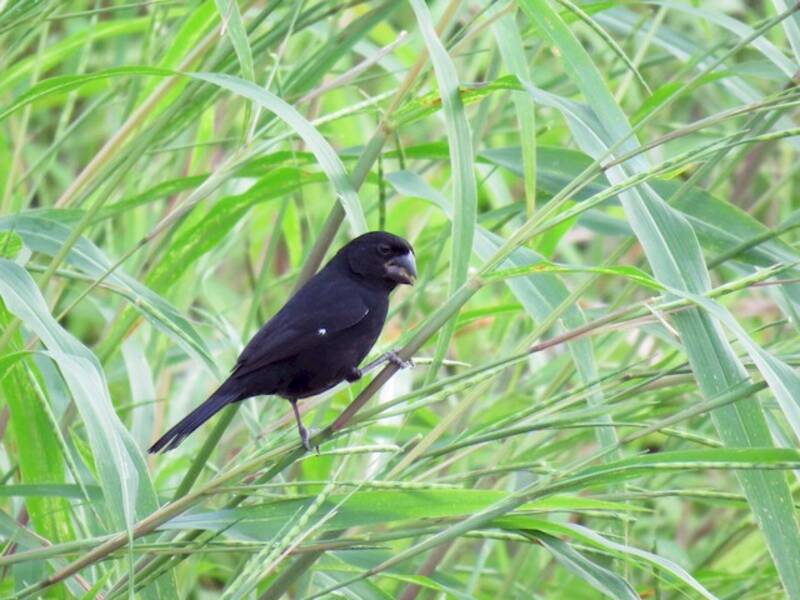 Thick-billed Seed-Finch, 照片 2