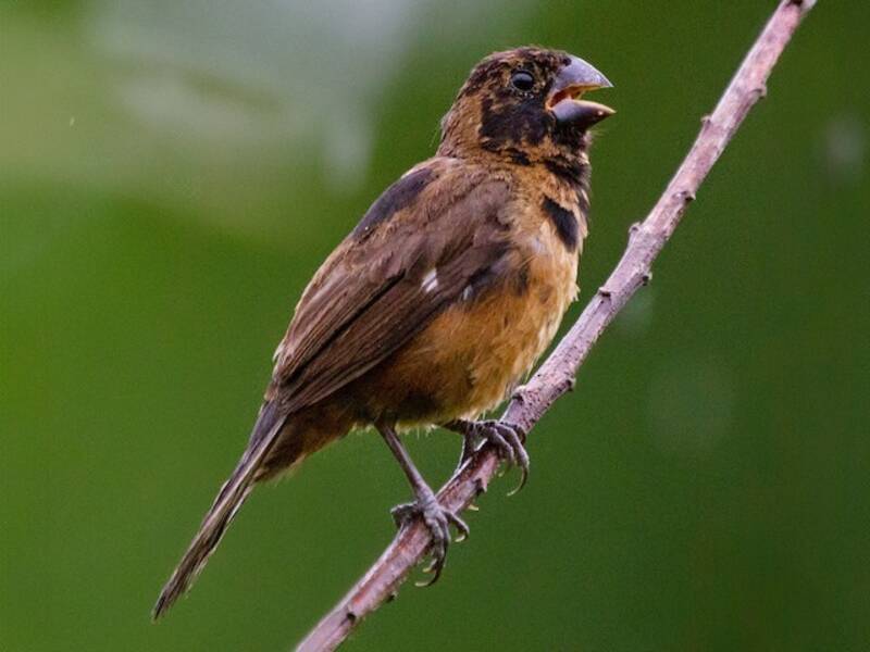 Thick-billed Seed-Finch