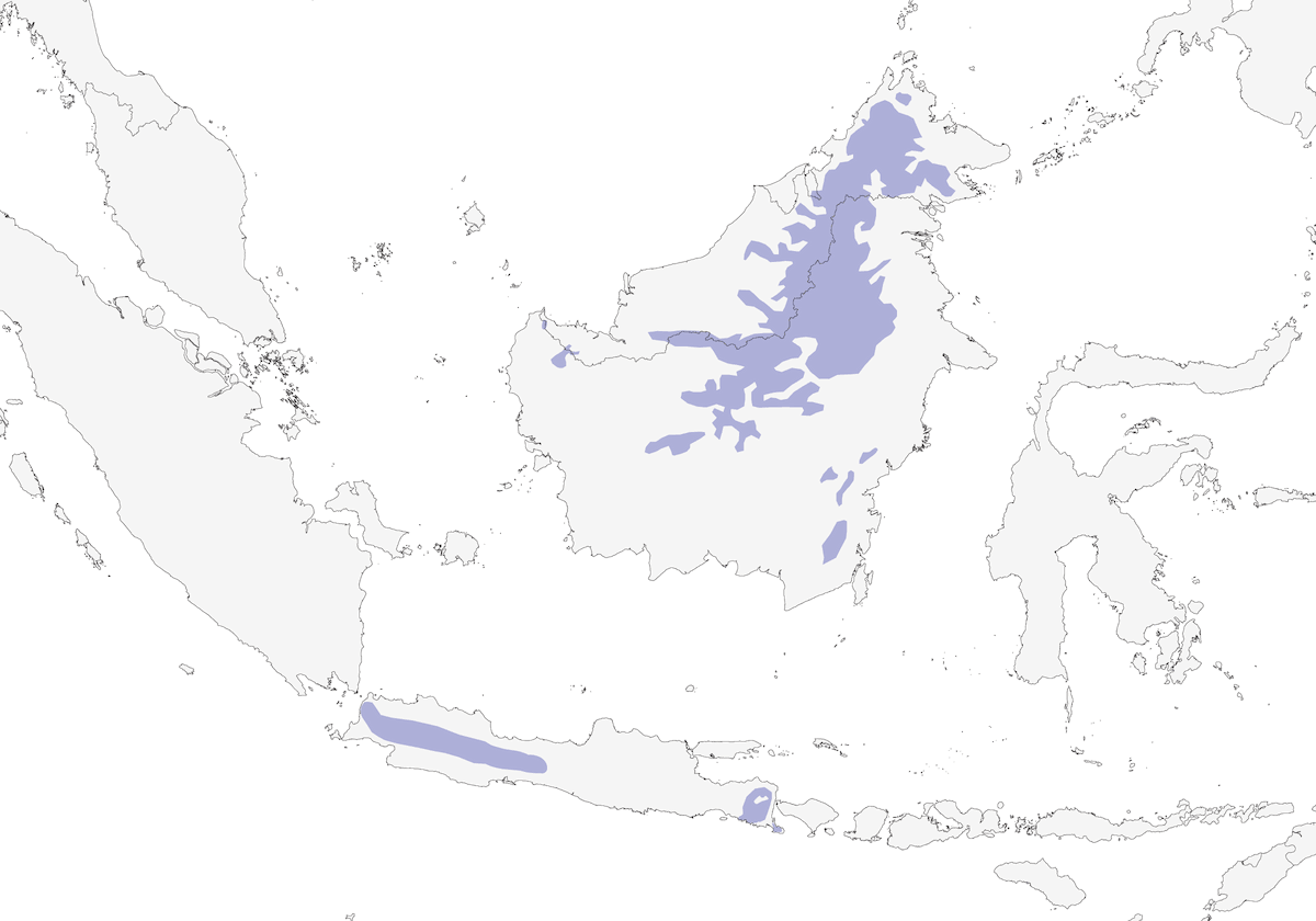 Timalí de Temminck, Distribución 1