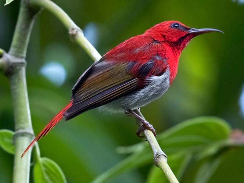 Nettarinia di Temminck, Foto 3