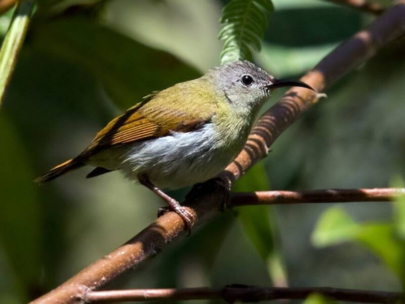 Nettarinia di Temminck, Foto 4