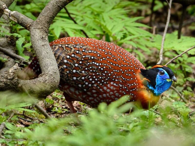 Temminck's Tragopan, Photos 4