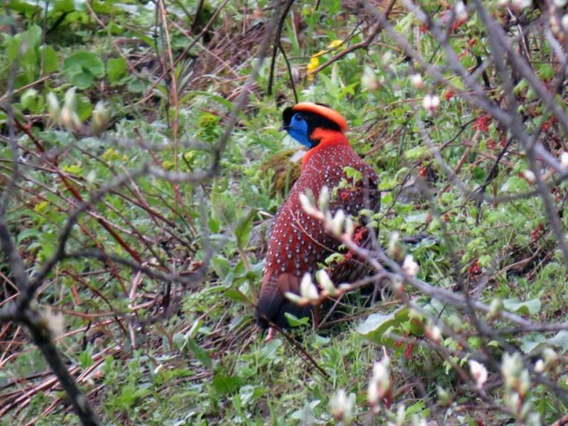 Temminck's Tragopan, Photos 2