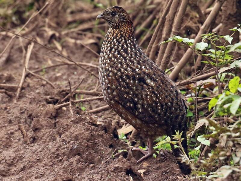 Temminck's Tragopan, Photos 3