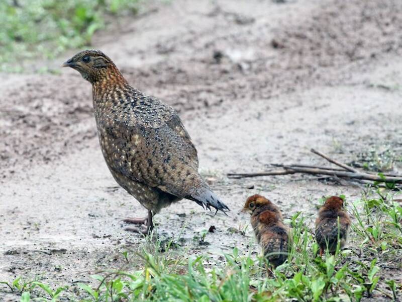 Temminck's Tragopan
