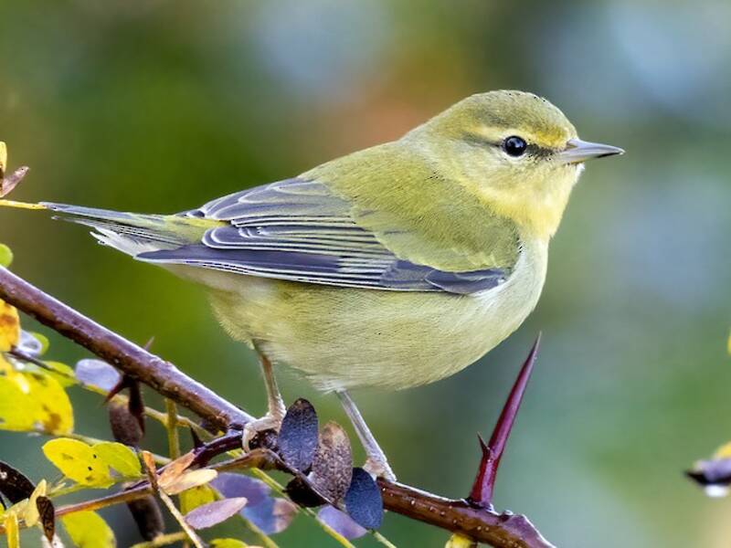 Tennessee Warbler, Photos 3