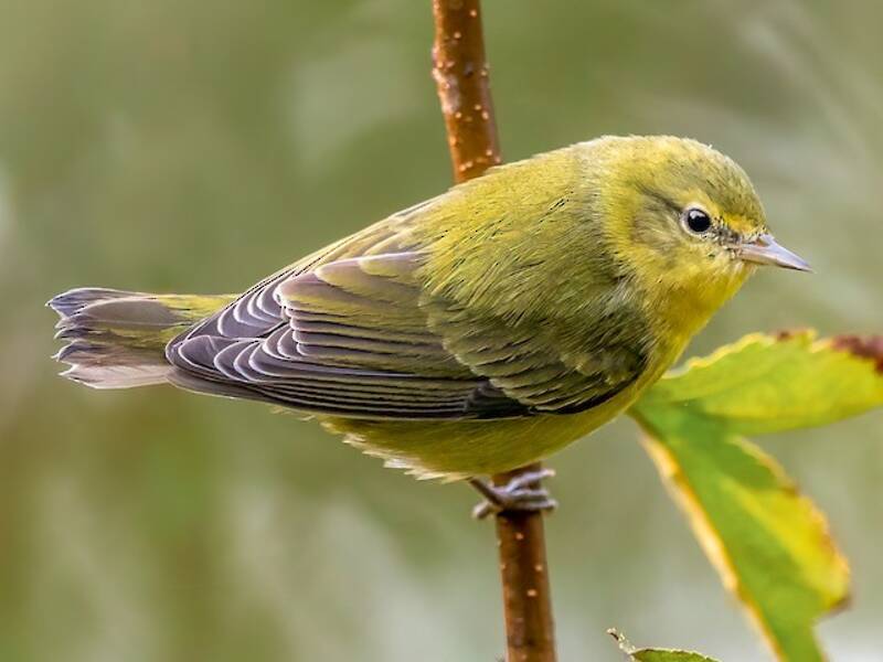 Tennessee Warbler, Photos 2