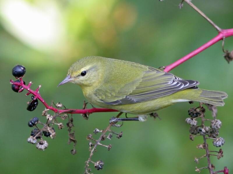 Tennessee Warbler, Photos 4