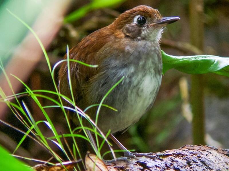 Tepui Antpitta, Photos 2