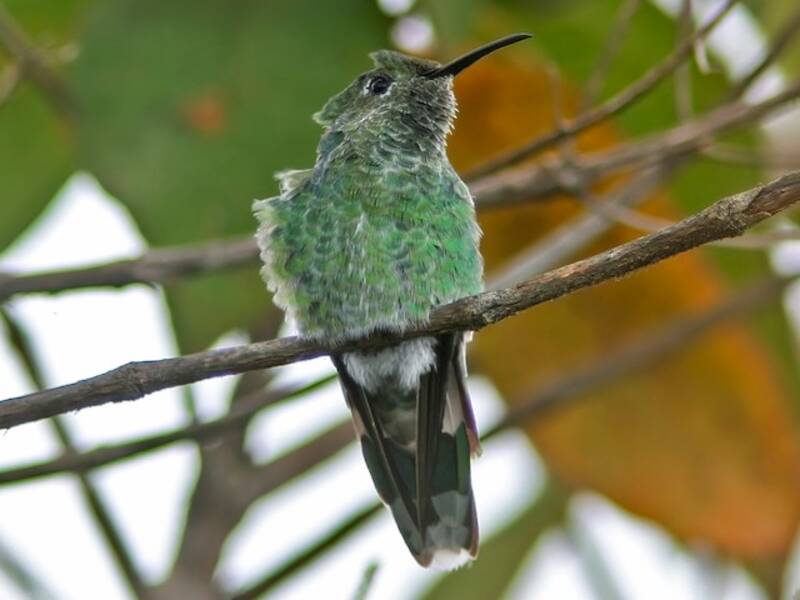 Tepui Goldenthroat, Photos 2