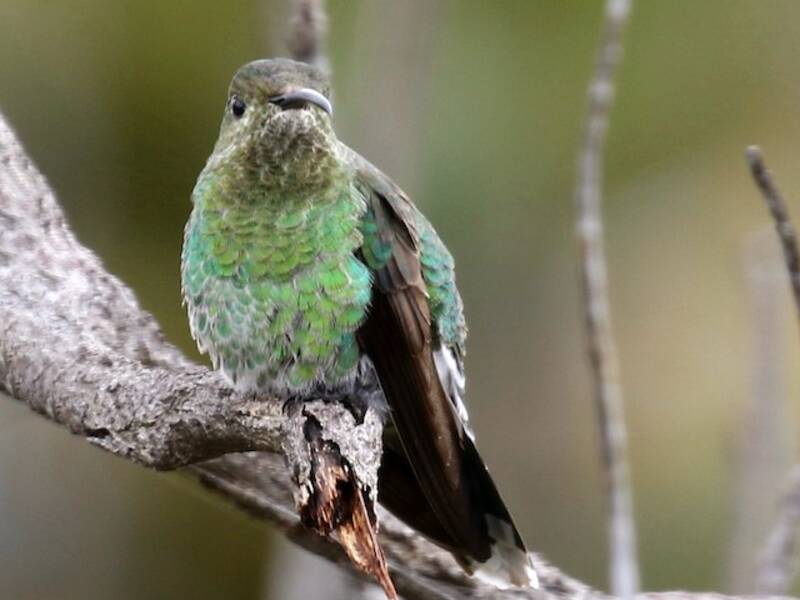 Tepui Goldenthroat, Photos 3