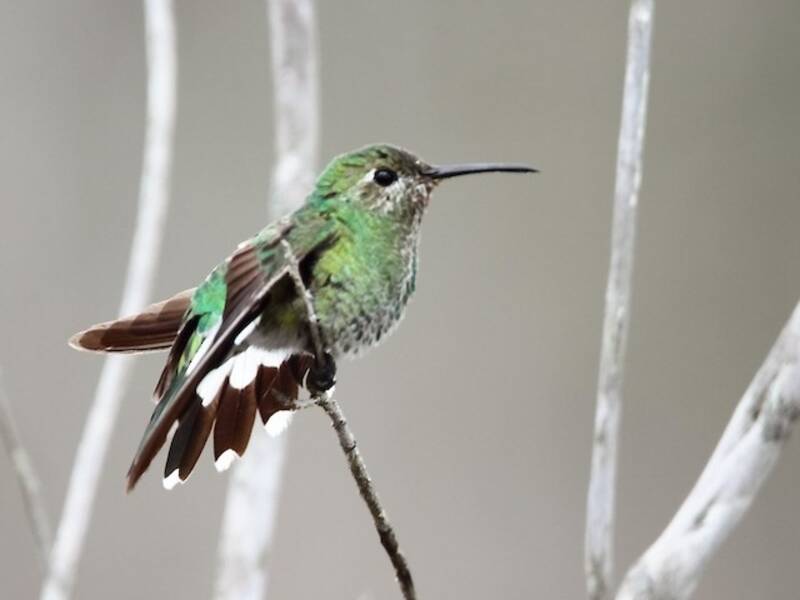 Tepui Goldenthroat, Photos 4