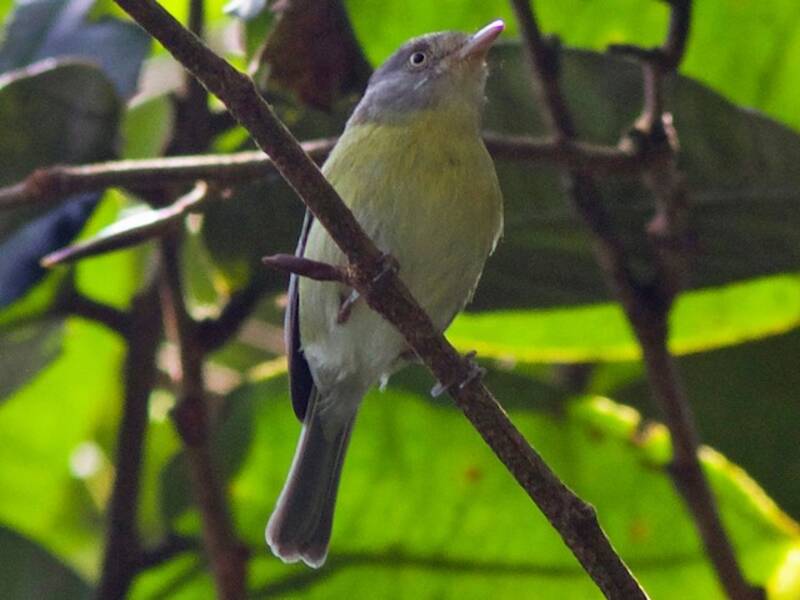 Tepui-Vireo, Fotos 3