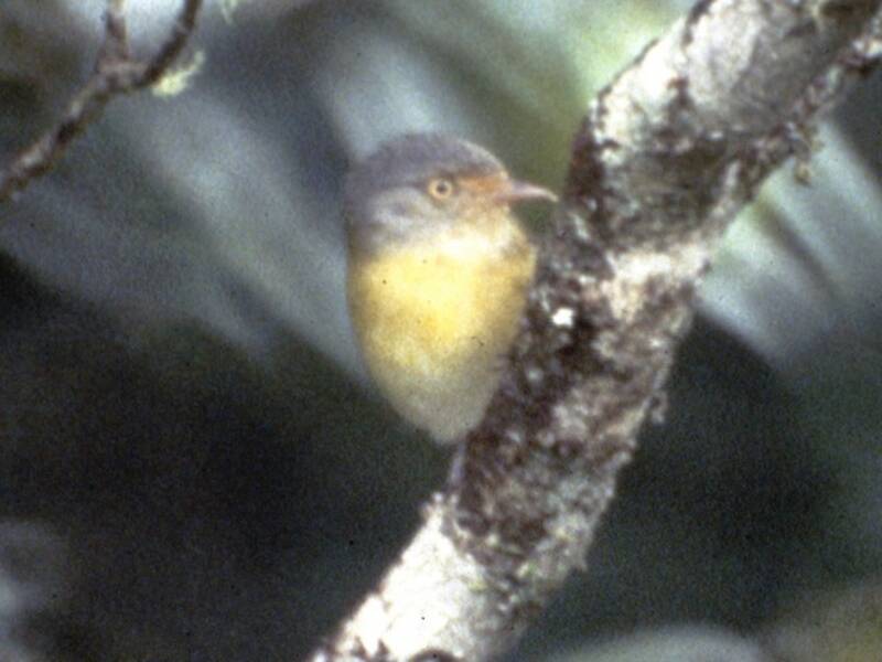 Tepui-Vireo, Fotos 2
