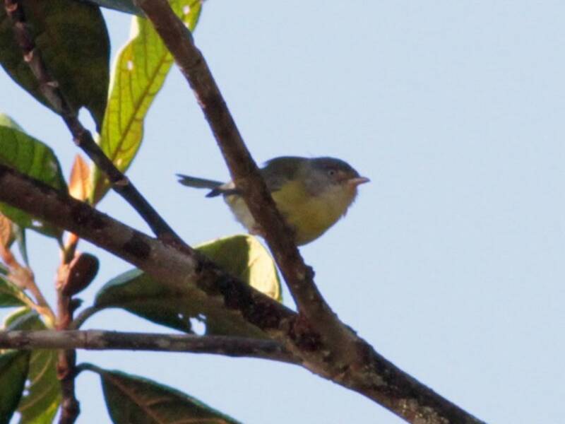 Tepui-Vireo