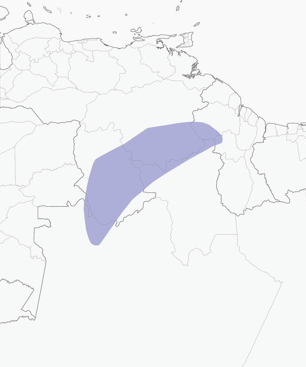 Martinet des tépuis, Distribution 1
