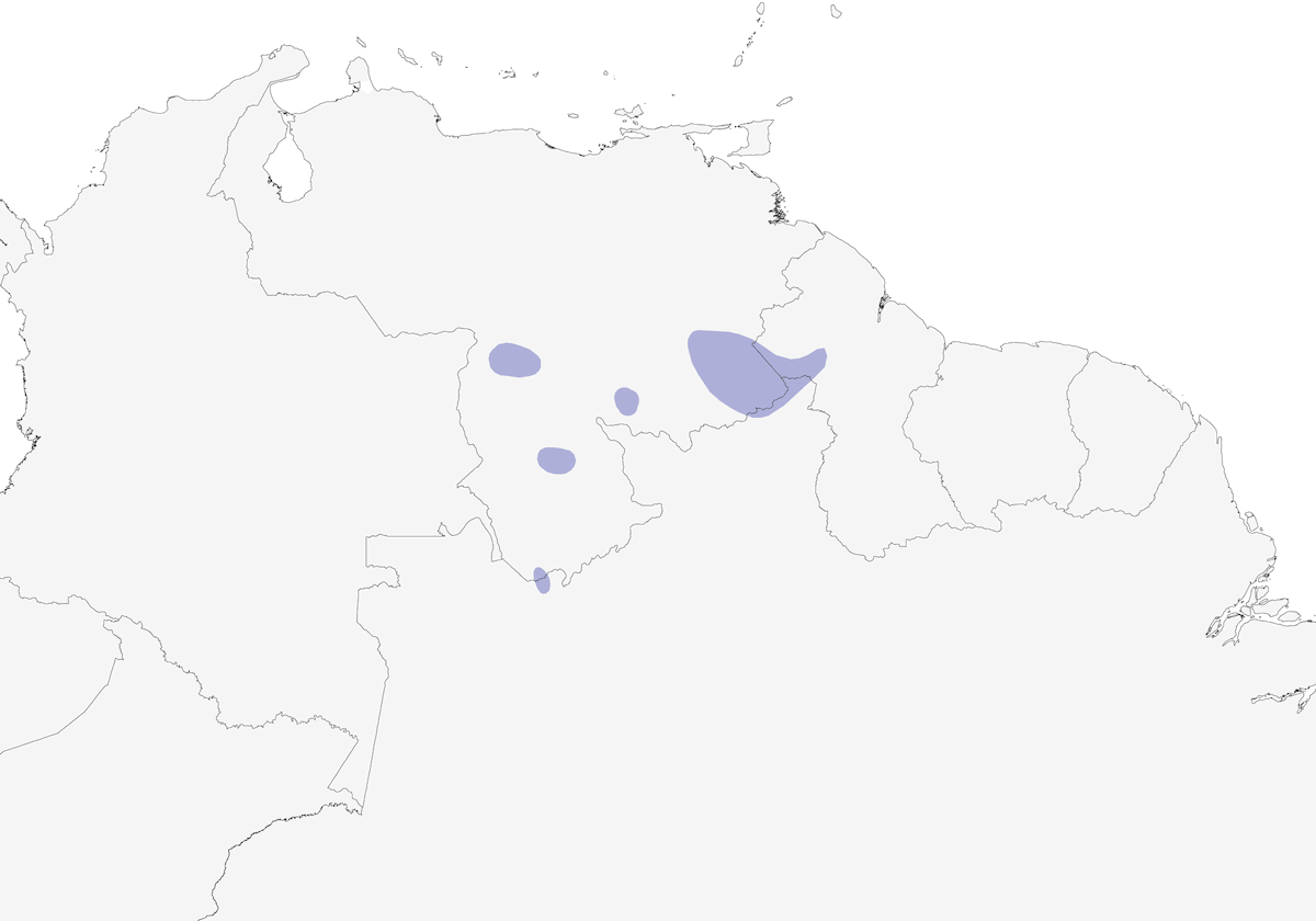 Chochín del Tepuy, Distribución 1