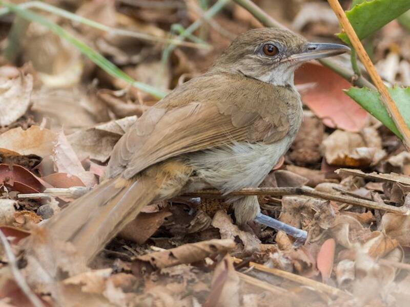 Terrestrial Brownbul, Photos 4