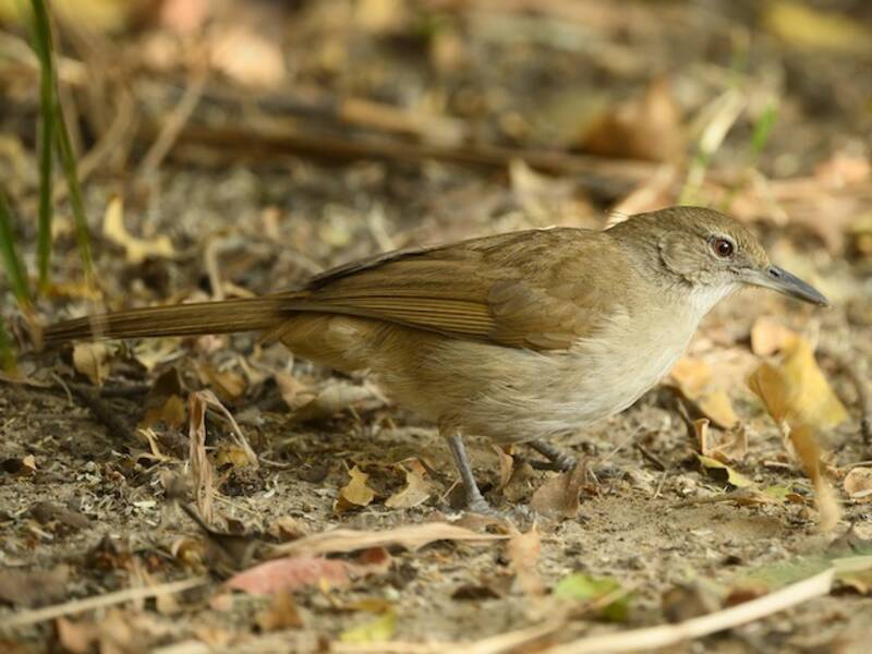 Terrestrial Brownbul, Photos 2