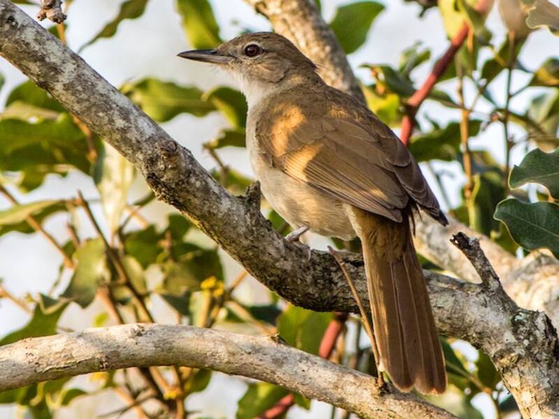 Terrestrial Brownbul, Photos 3