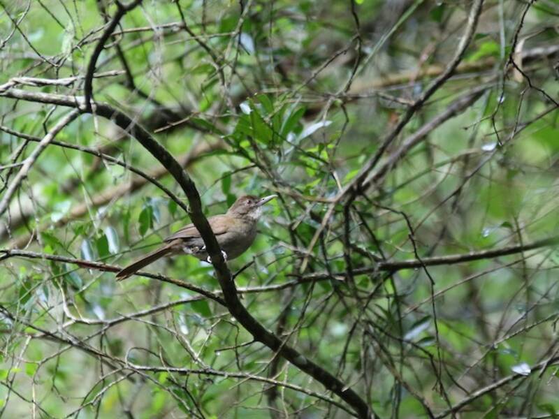 Bulbul terrestre