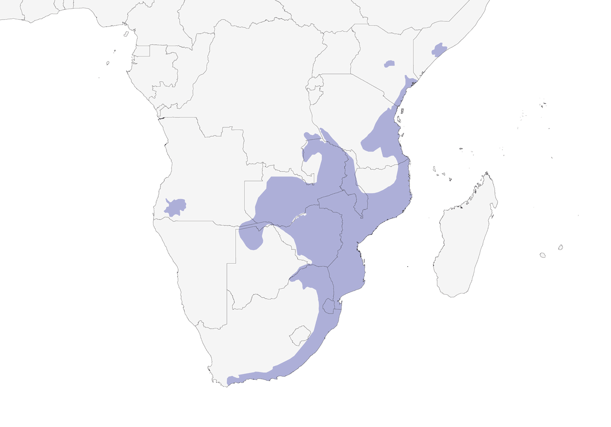 Terrestrial Brownbul, Distribution 1
