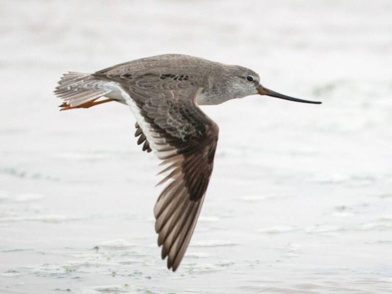 Terek Sandpiper, 照片 4