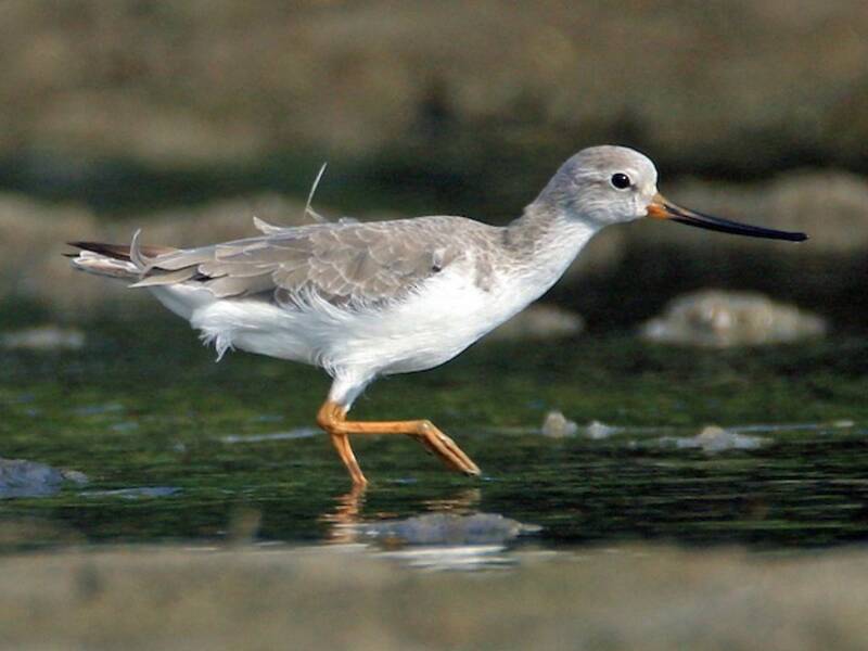 Terek Sandpiper - Xenus cinereus